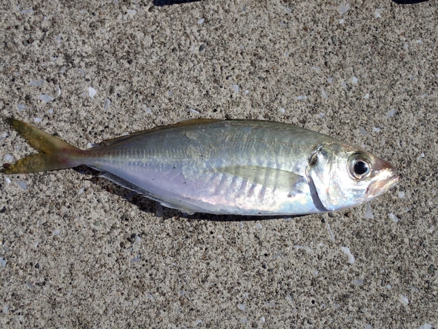 ヒラメ釣りの泳がせ餌の定番