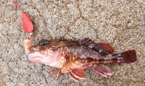 ブラクリ釣りで広範囲に探る