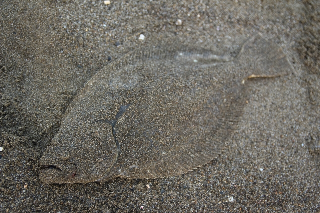 ヒラメ釣りを始めよう！