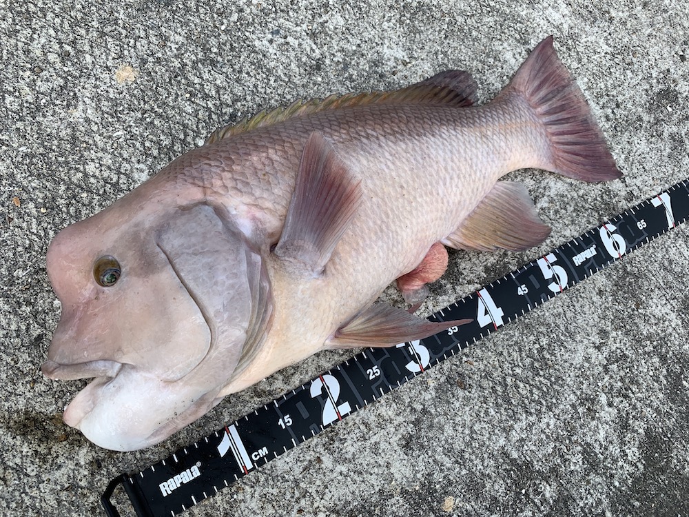 コブダイの釣り方