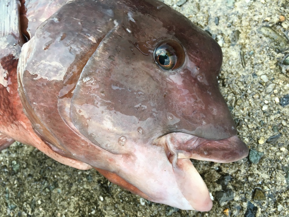 コブダイは面白い魚