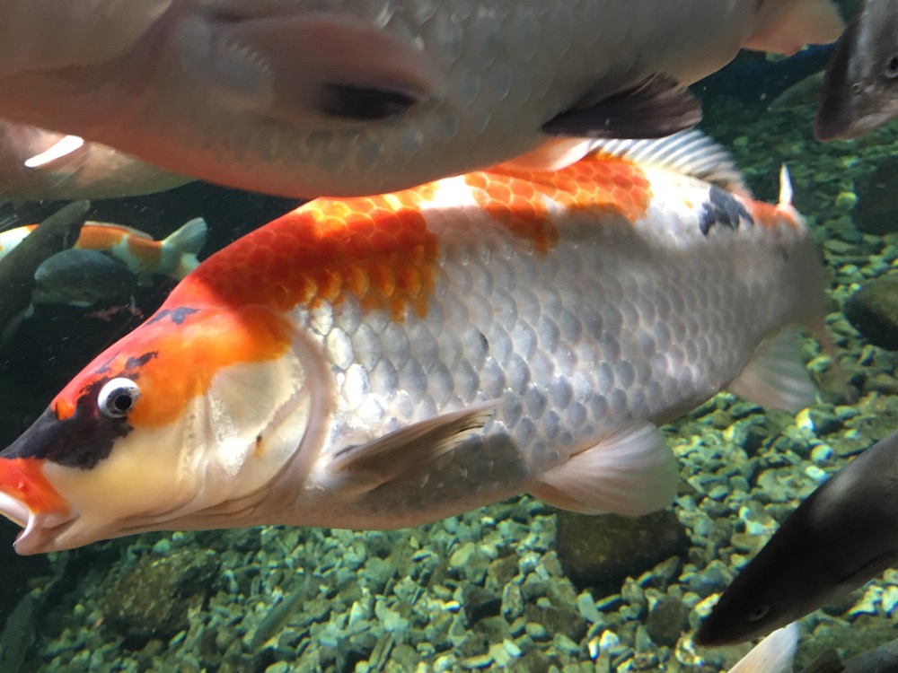 コイの飼育方法