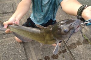アメリカナマズの釣り