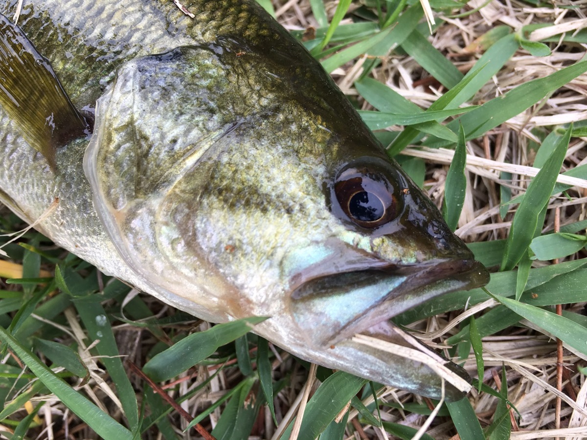 メジャークラフト　コルザでバス釣り