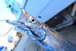 太刀魚ワインドって難しい？