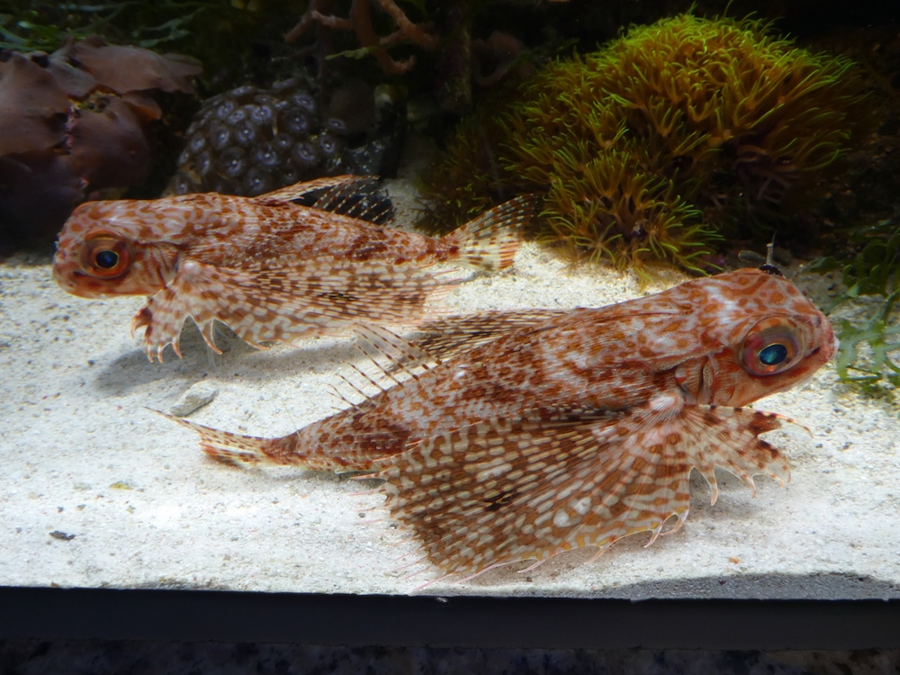 ホウボウとセミホウボウの違いとは？