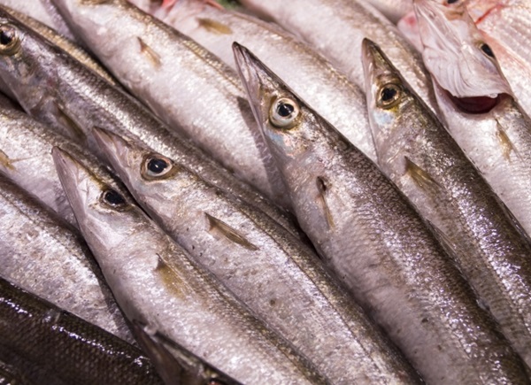 カマス釣りは数釣りができる！