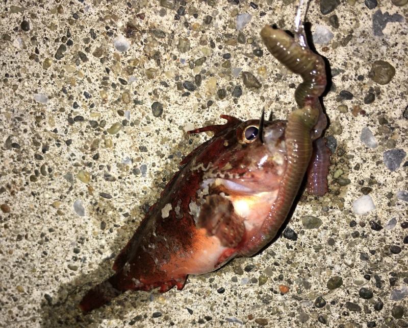 ハオコゼは外道でよく釣れる