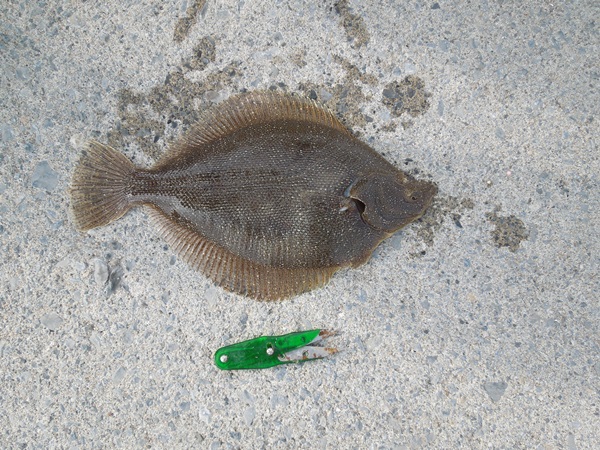 カレイ釣りでは何カレイが釣れる？