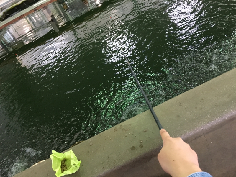 大倉養鯉場の金魚釣りは意外と難しい？