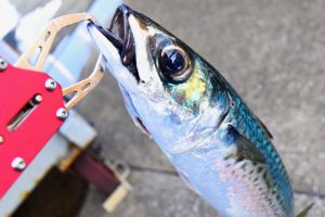 サバ釣りは初心者にもおすすめ
