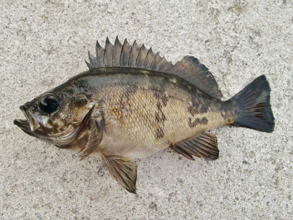 メバルってどんな魚？