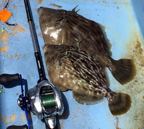 カワハギ釣りのコツ