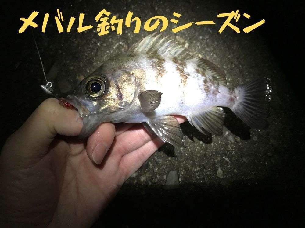 メバル釣りのベストシーズンは？