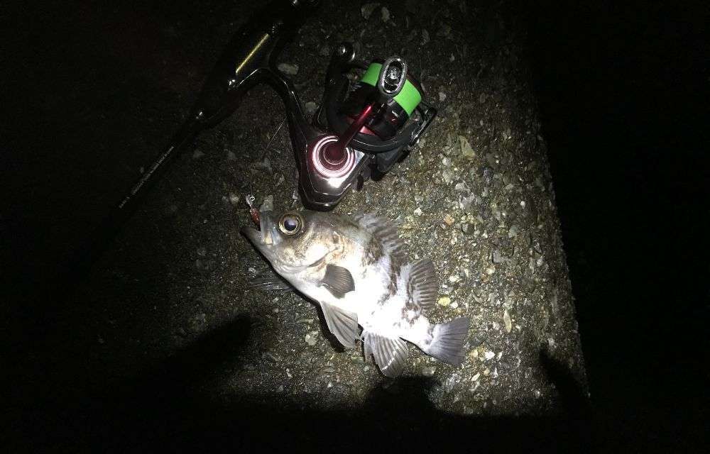 メバル釣りのタックル：メバリング編
