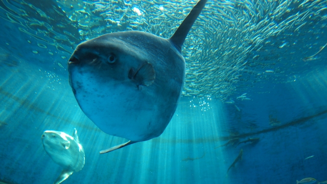 マンボウの特徴