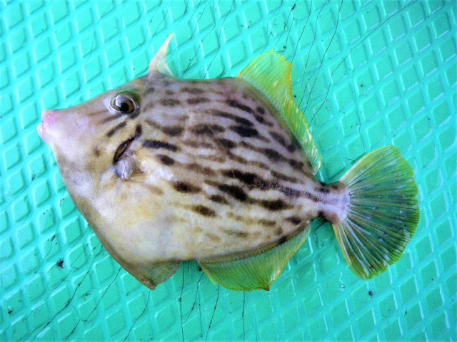 カワハギってどんな魚？