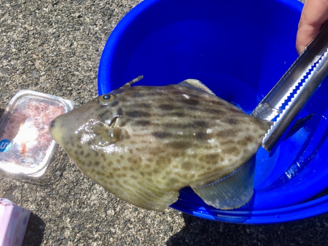 カワハギ釣りは楽しい