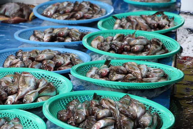 ハタハタは秋田の県魚