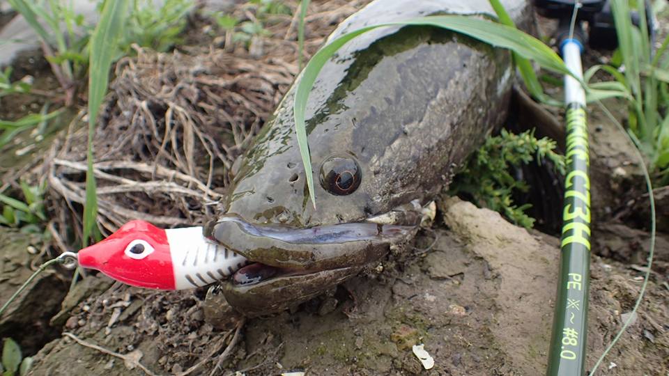 雷魚の釣り方