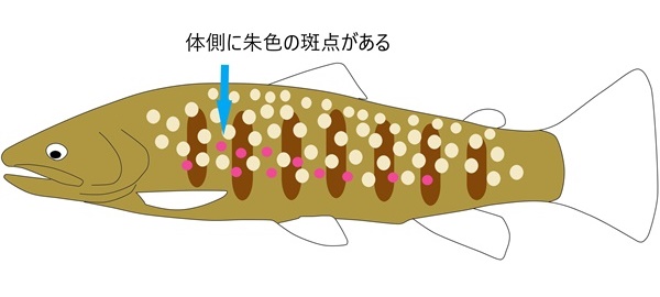 管釣りでもお馴染みのジャガートラウト