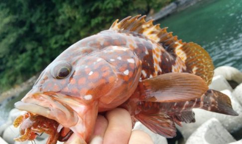 ロックフィッシュを釣ろう