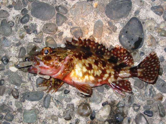 カサゴってどんな魚？