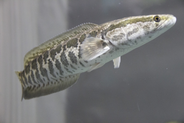 タイワンドジョウの見分け方