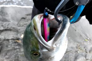 ぶっ飛び君の特徴