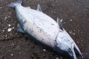 サクラマスを釣ろう！
