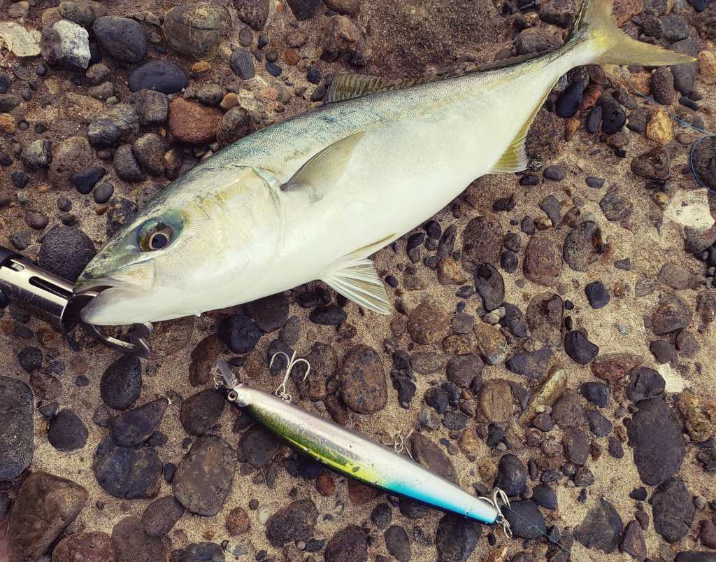 ブリの釣り