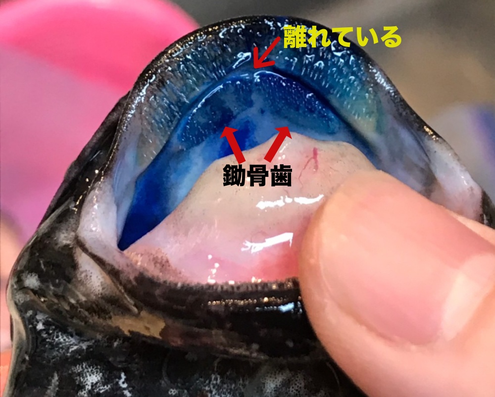 タニガワナマズを見分けるポイント
