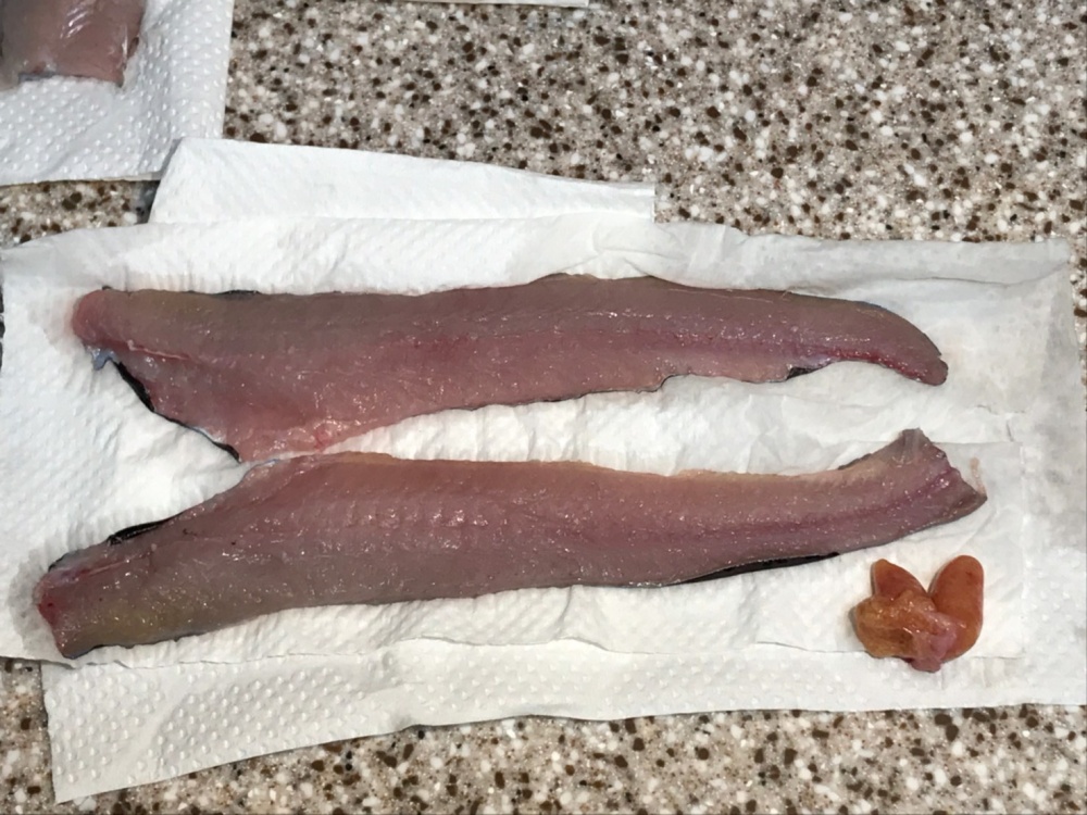 タニガワナマズの3枚おろし