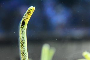 チンアナゴが可愛い！