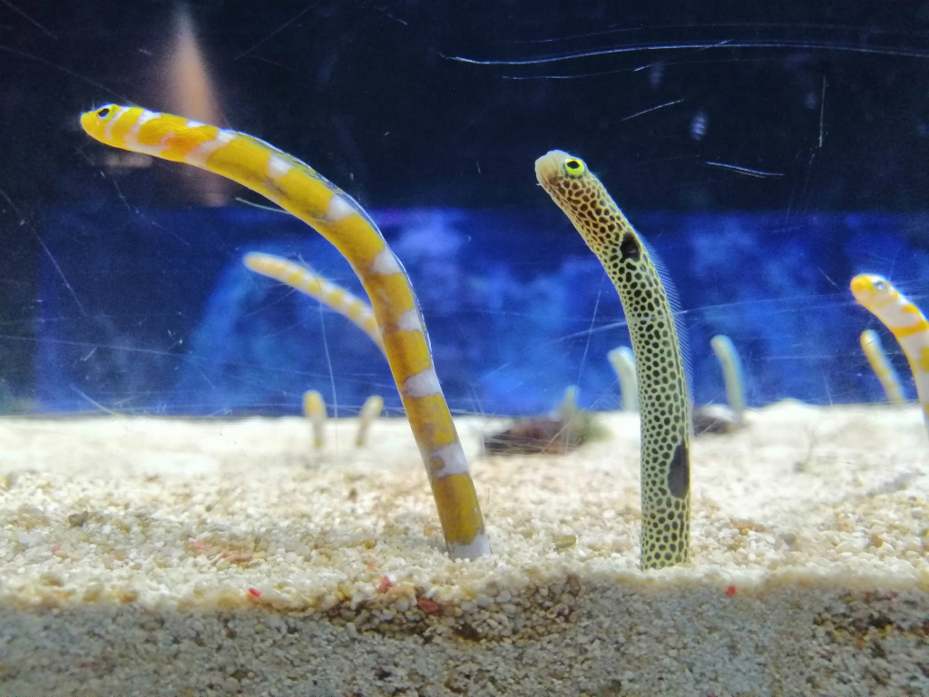 チンアナゴの画像