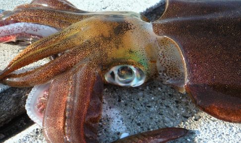 エメラルダスでイカ釣り攻略！