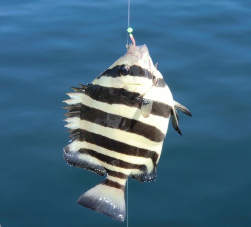 イシダイの釣り方