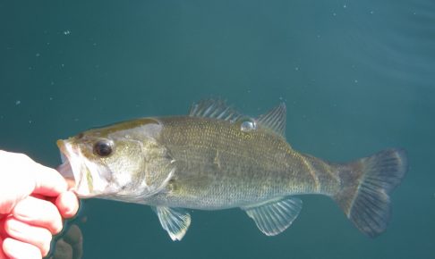 ネコリグでバス釣り