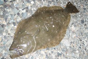 ヒラメの特徴や生態