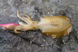 ダイワのエギングロッドを一挙紹介！