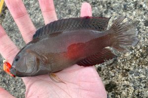 メギスってどんな魚？