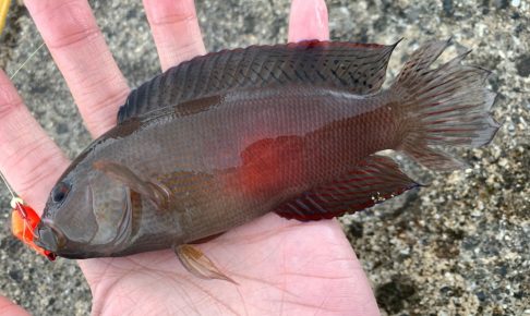 メギスってどんな魚？