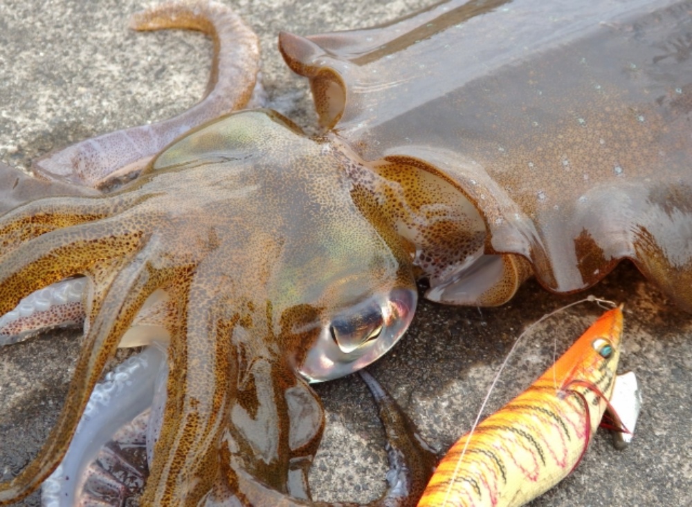 堤防釣りでデカアオリを狙う