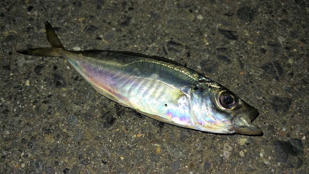 夜釣りの定番はアジ
