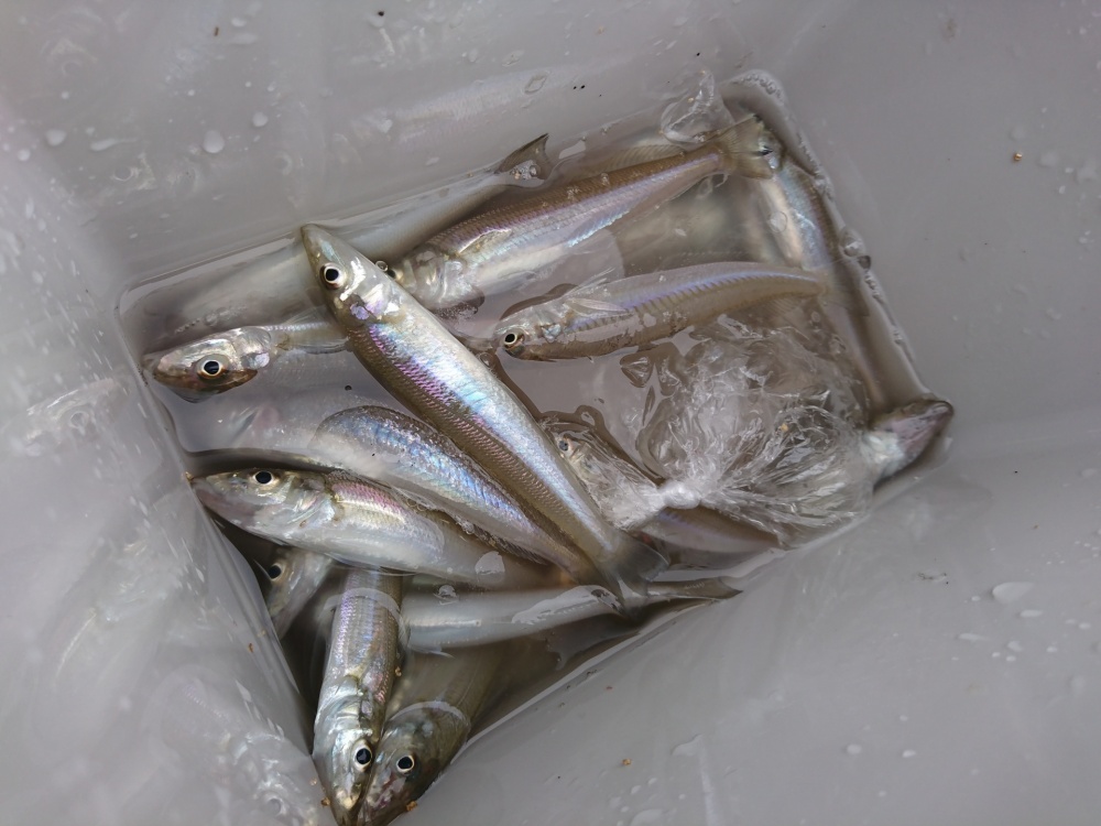 ちょい投げ釣りで釣果を伸ばすコツとは？