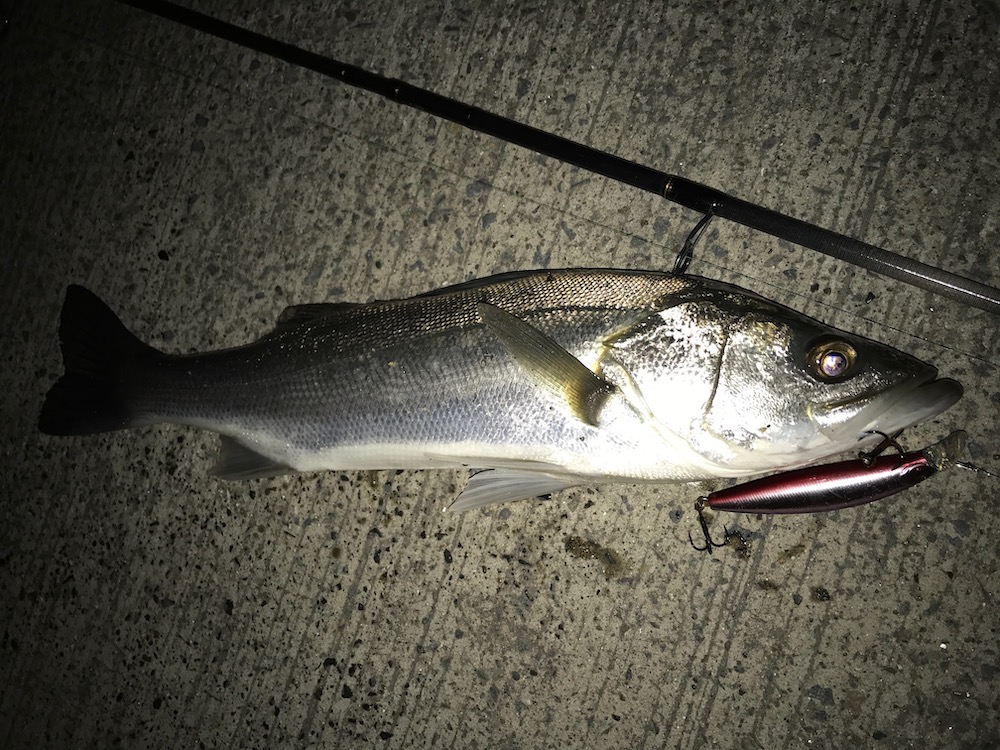 夜釣りの王様、シーバス 