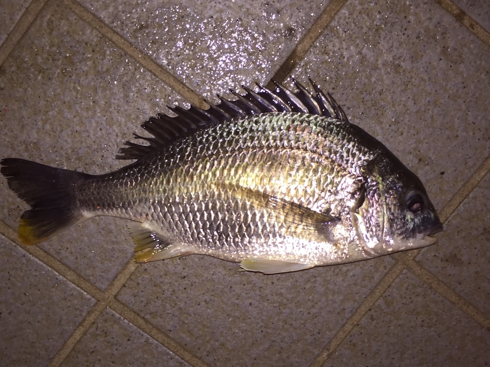 チヌは夜釣りでも釣れる