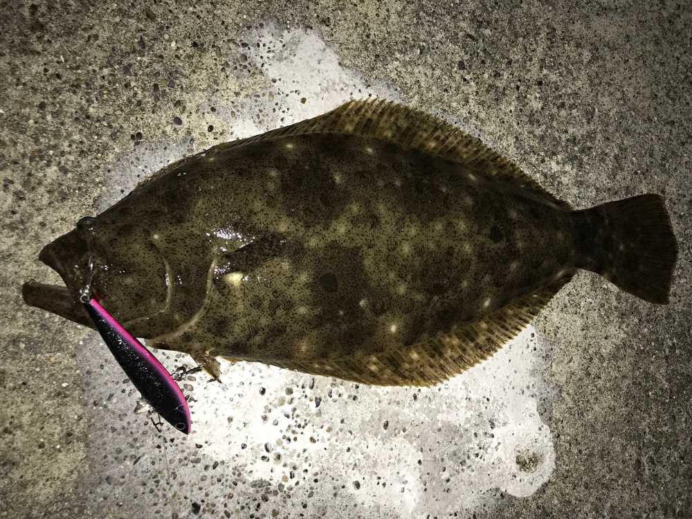 防波堤釣りではヒラメも狙えるかも！？