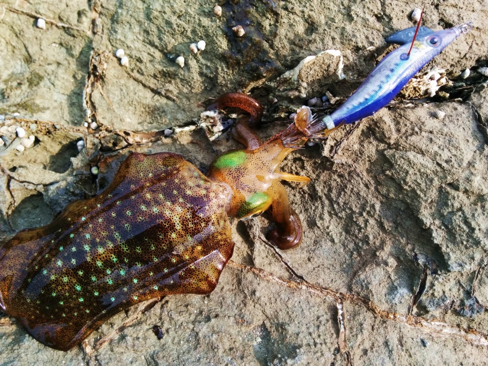ソルパラ エギングでデカアオリ攻略