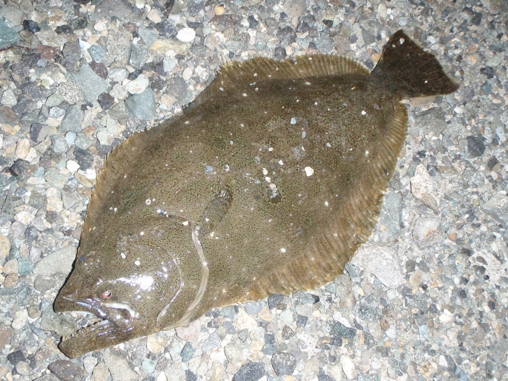 ビーチウォーカーはどんな魚種向け？